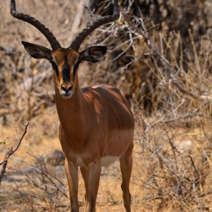 black faced impala Etosha