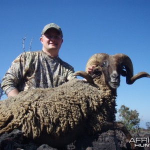 Black Hawaiian Sheep hunt on the Big Island of Hawaii