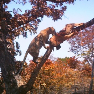 "Chui"  Selous Game Reserve Oct 2011