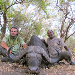 Buffalo Selous Game Reserve