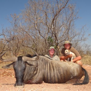 Blue Wildebeest