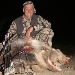 East Cape Bushpig