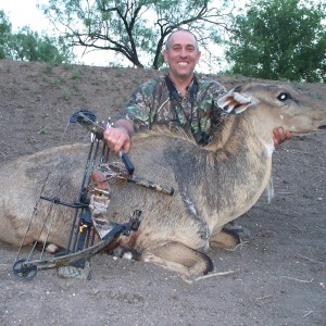 Nilgai