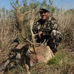 Fallow deer-Argentina