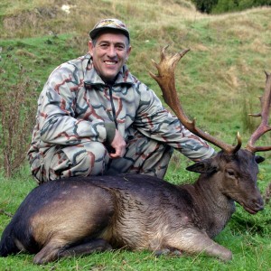 New Zealand Fallow deer