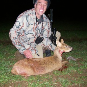 Chinese Water Deer-England