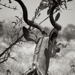 kudu, tree