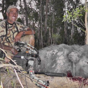 Feral Boar-Australia