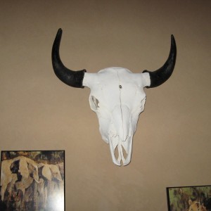 bison skull