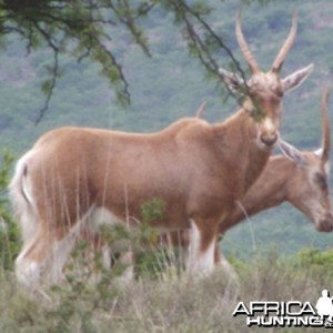 Copper Blesbuck for sale - South Africa