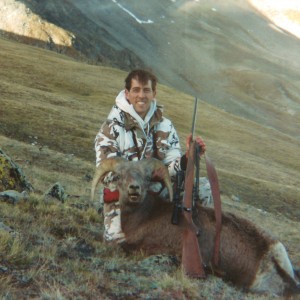 Rocky Mountain Bighorn Sheep