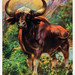 Gaur The Native Wild Ox of East India