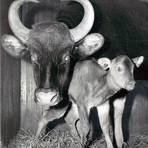 Female and Baby Gaur