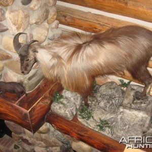 full mounted tahr