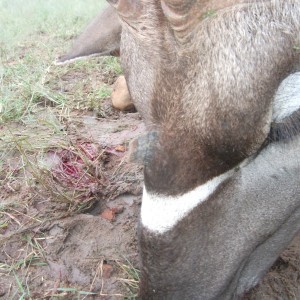 Three horned Greater Kudu hunted in Namibia