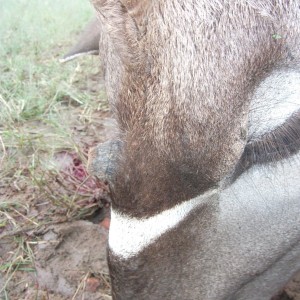 Three horned Greater Kudu hunted in Namibia