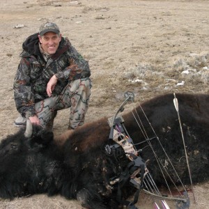 American Bison