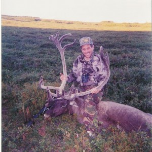 Alaskan Barren Ground Caribou