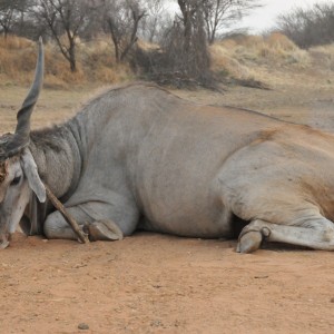 Hunting Cape Eland in Namibia