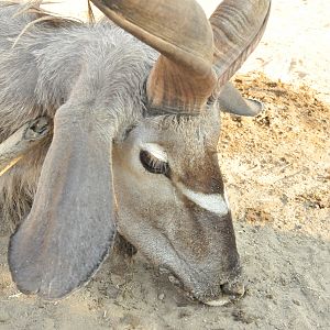 Hunting Greater Kudu in Namibia