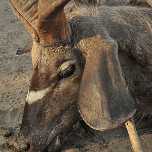 Hunting Greater Kudu in Namibia