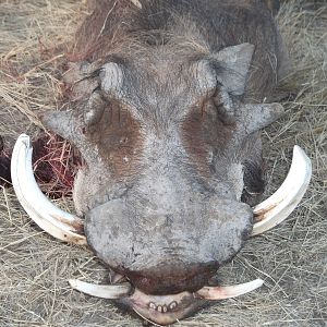 Hunting Warthog in Namibia