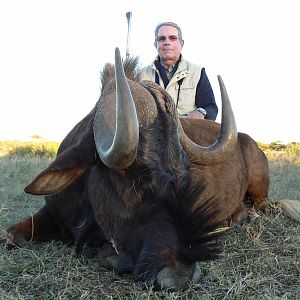 Hunting Black Wildebeest in Namibia