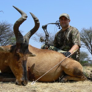 Bowhunting Red Hartebeest in Namibia