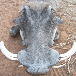 Hunting Warthog in Namibia