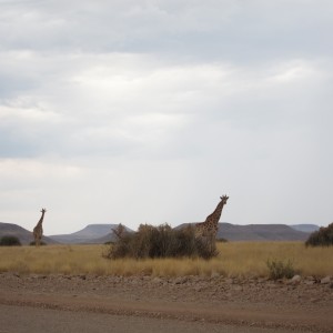 Giraffe Damaraland Namibia