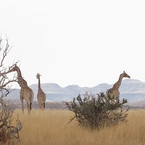 Giraffe Damaraland Namibia