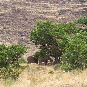 Elephant Damaraland Namibia