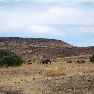 Elephant Damaraland Namibia