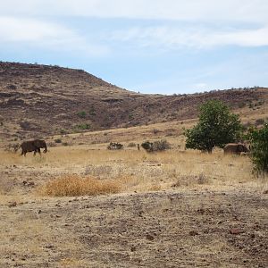 Elephant Damaraland Namibia