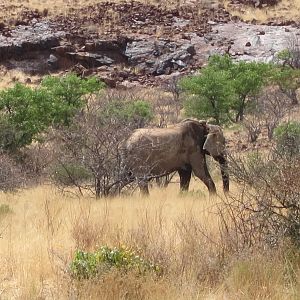 Elephant Damaraland Namibia