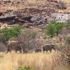 Elephant Damaraland Namibia