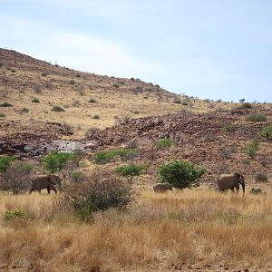 Elephant Damaraland Namibia