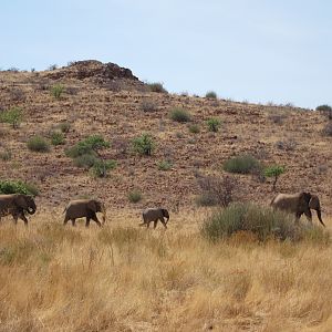 Elephant Damaraland Namibia