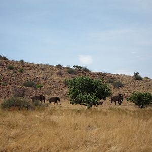 Elephant Damaraland Namibia