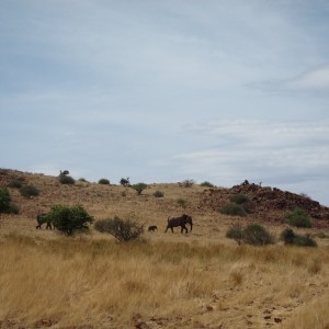 Elephant Damaraland Namibia