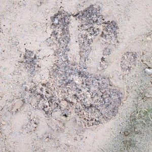 Baboon Track Damaraland Namibia