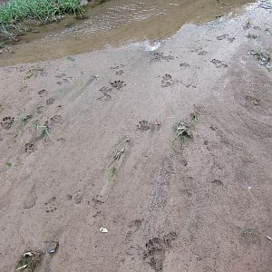 Baboon Tracks Damaraland Namibia