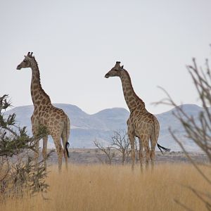 Giraffe Damaraland Namibia