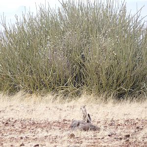 Ground Squirrel Damaraland Namibia