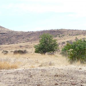 Elephant Damaraland Namibia