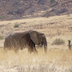 Elephant Damaraland Namibia