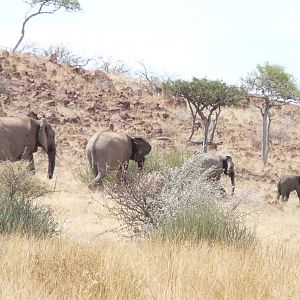 Elephant Damaraland Namibia