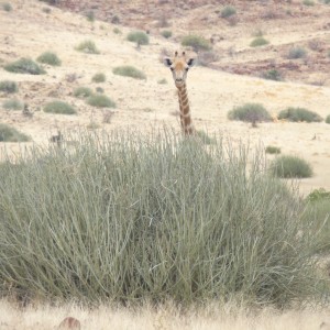 Giraffe Damaraland Namibia