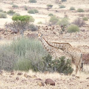 Giraffe Damaraland Namibia