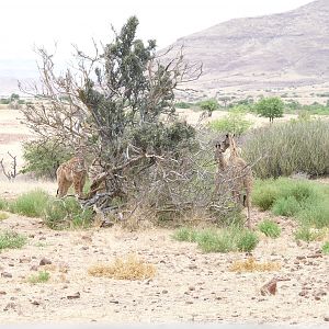 Giraffe Damaraland Namibia